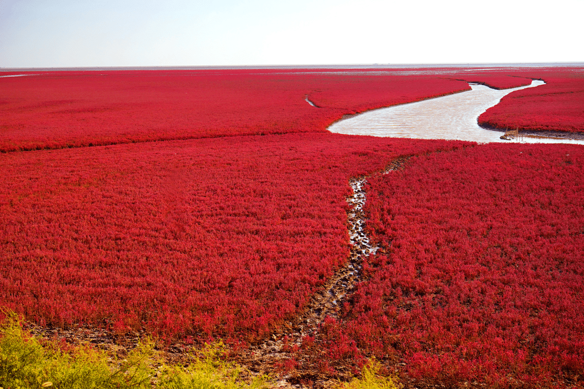 Red Beach in China 
