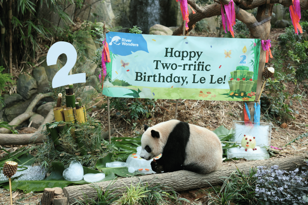 Panda Cub Le Le Turns Two at River Wonders