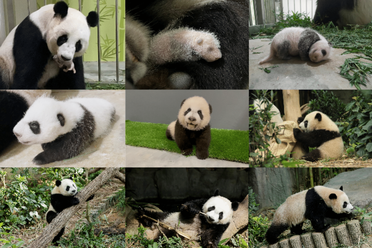 Panda Cub Le Le evolution 