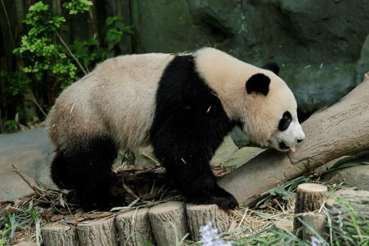 Giant Panda Cub turns two Singapore