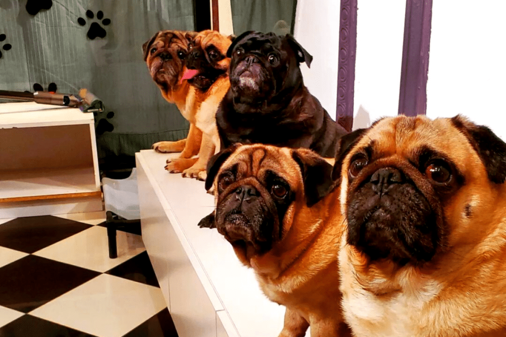 Pugs Café In Singapore What The Pug