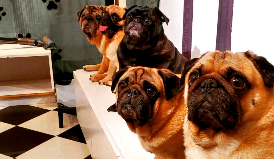 Play With Adorable Pugs At Singapore’s First Pugs Café