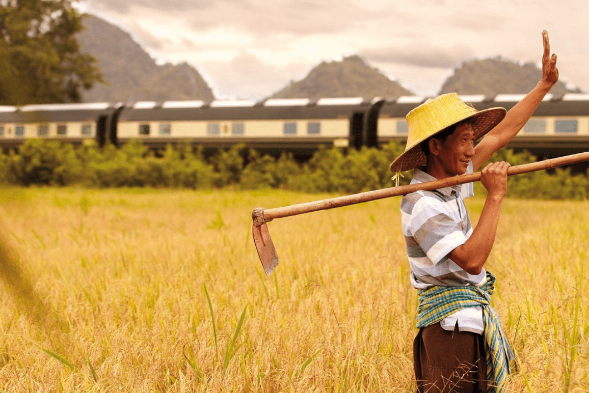 rice fields on Eastern Express Southeast Asia