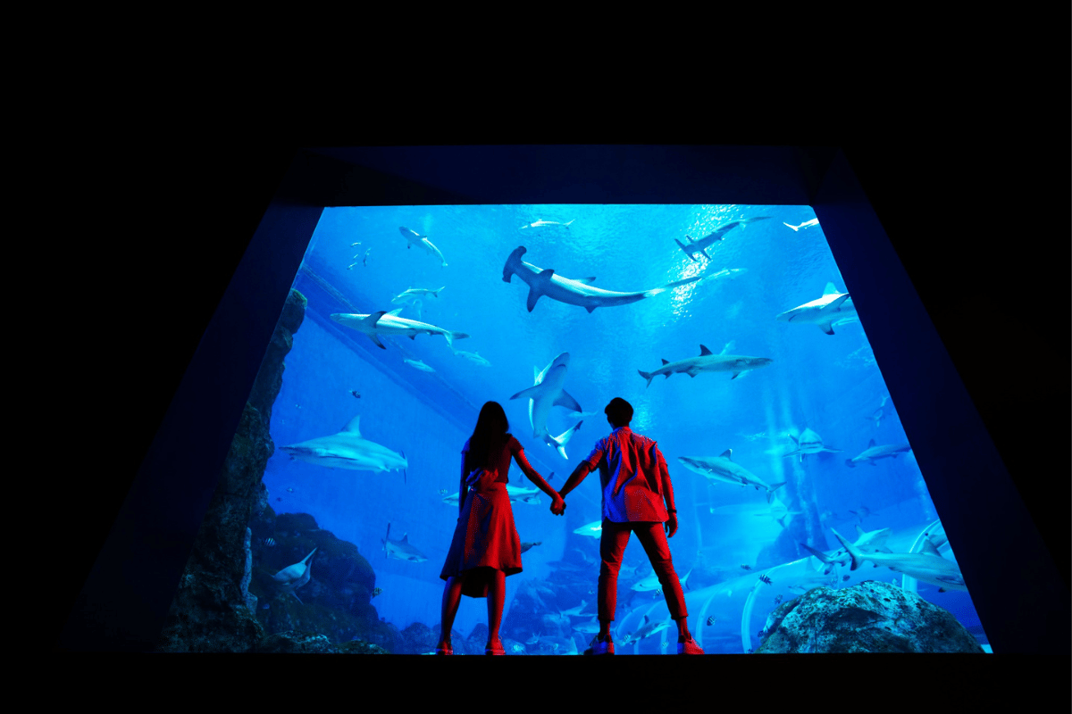 S.E.A Aquarium wedding proposals singapore