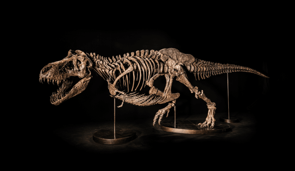 Million Dollar T-Rex Skeleton To Be Displayed Free In Singapore