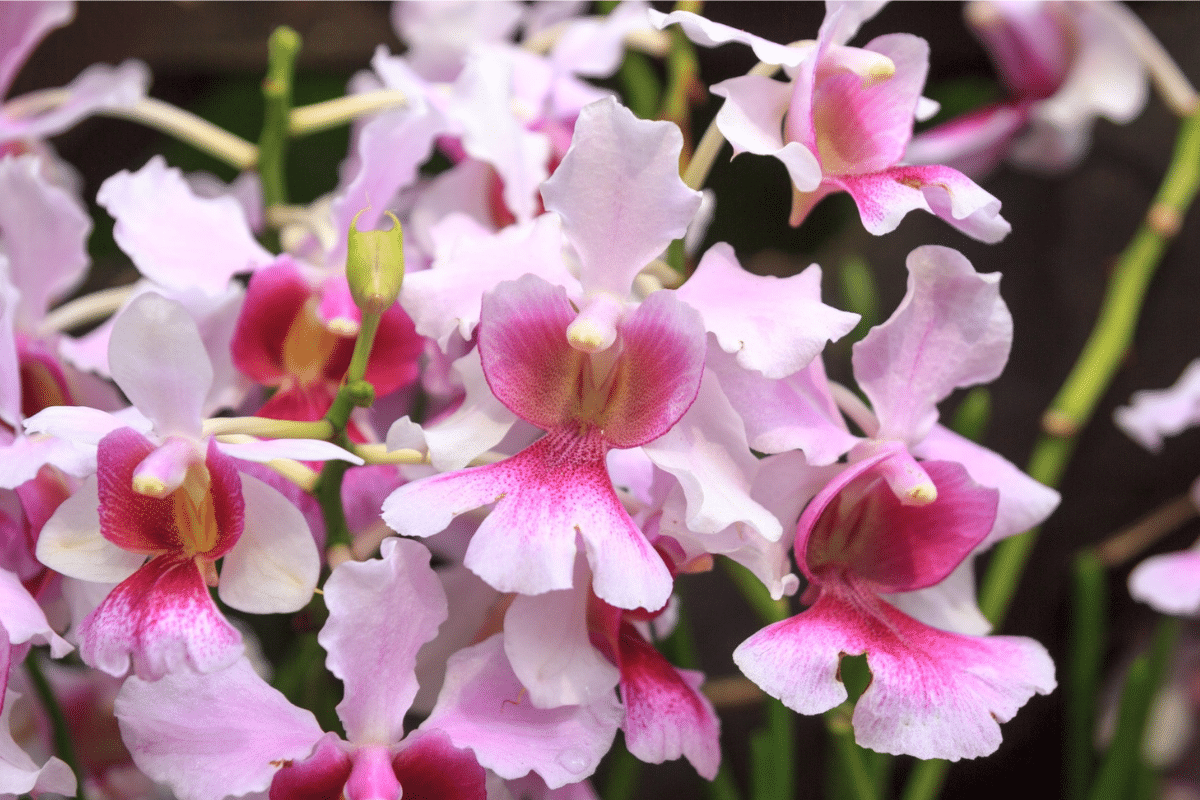 Gardens By The Bay orchids things to do this weekend