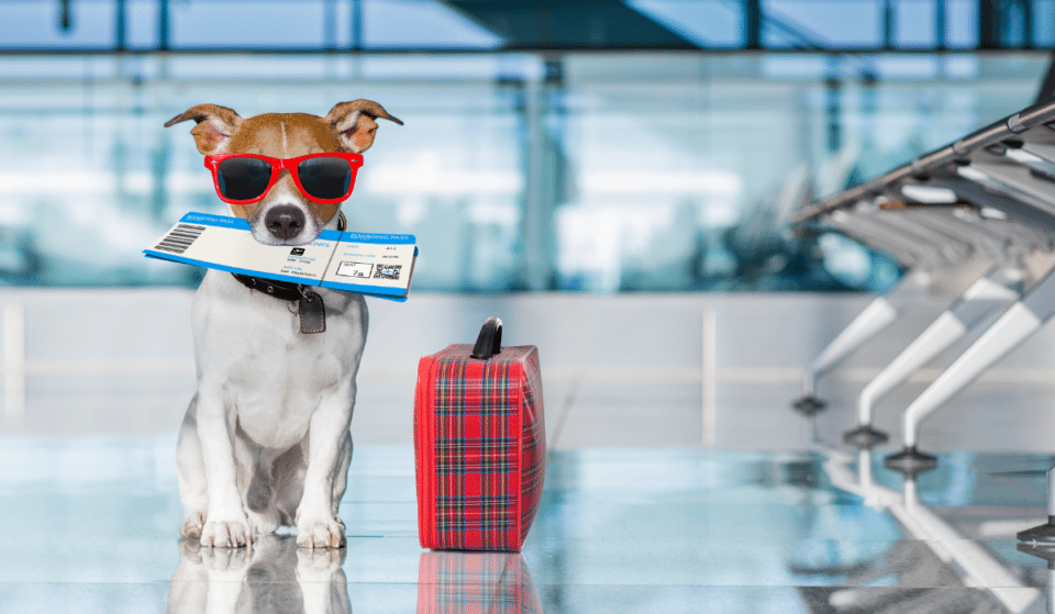 Fly With A Pet By Your Side On A Specialist New Airline Just For Pets