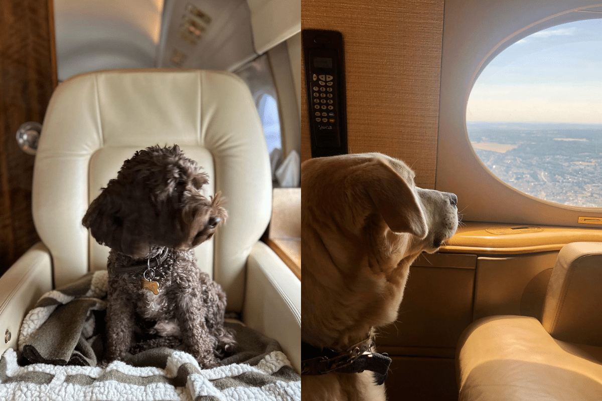 K9 Jets Flights For Pets 