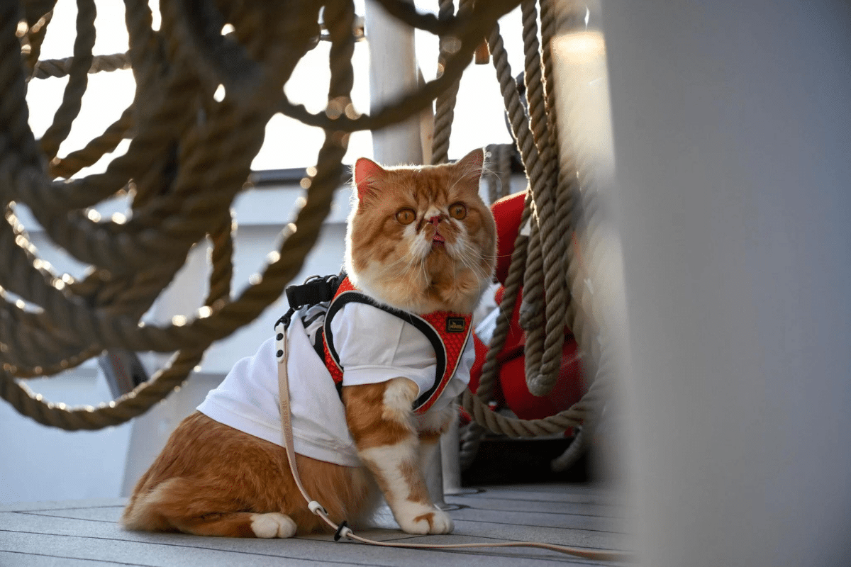 a cat onboard a ship in Singapore