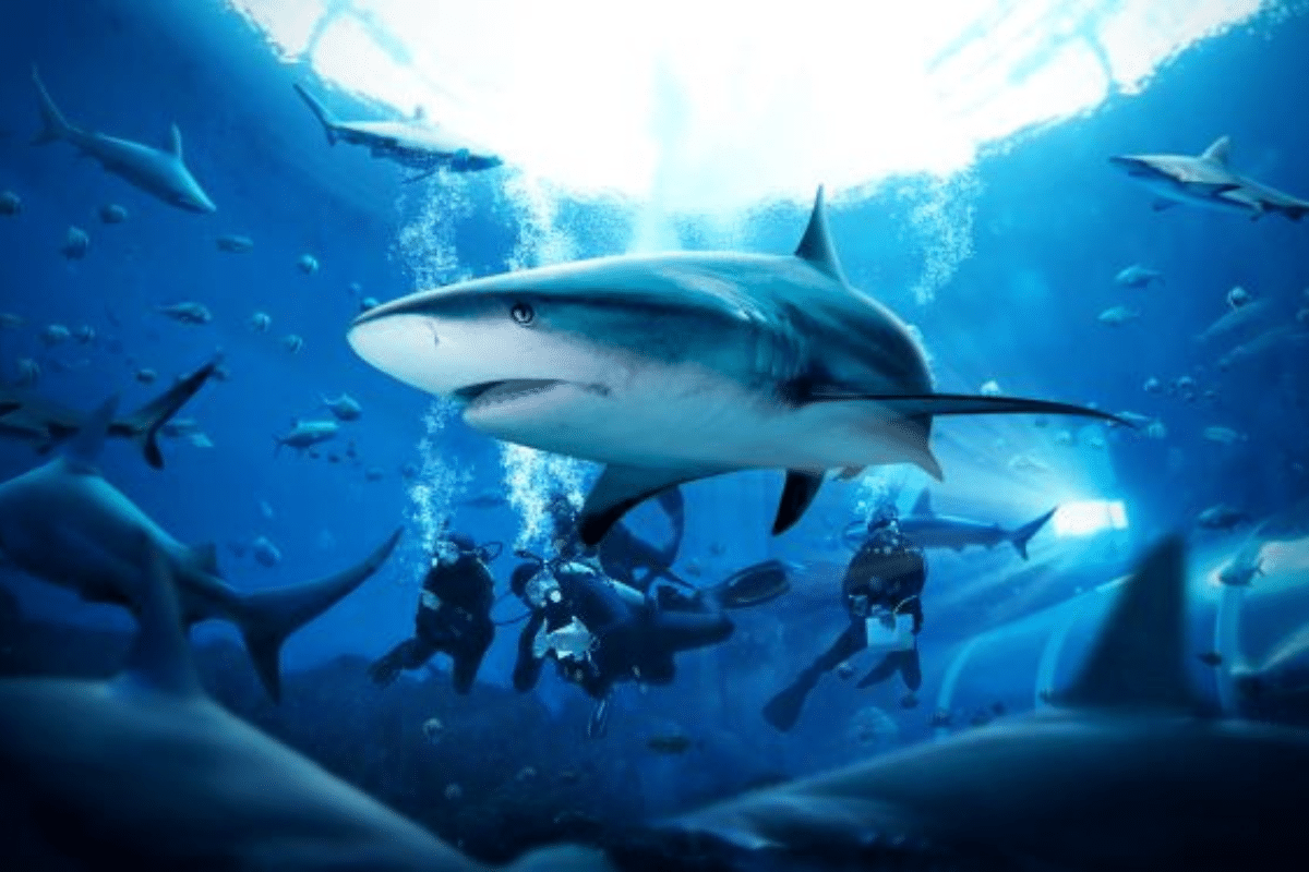 Shark Diving programmes at Resorts World Sentosa