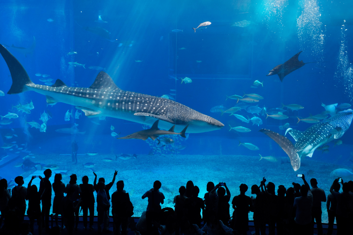 biggest aquarium in Japan 